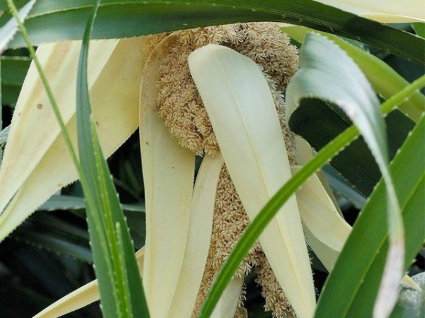 Kewda / Screw Pine / Pandanus Odoratissimus
