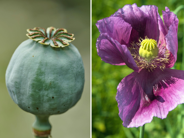 Khakhas / Opium / Papaver Somniferum