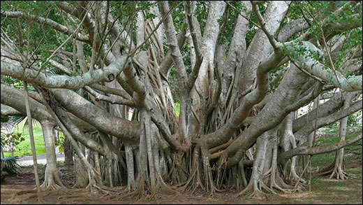 Banyan Tree The Tree That Refuses to End: Myth, Medicine, and the Eternal Philosophy of The Banyan