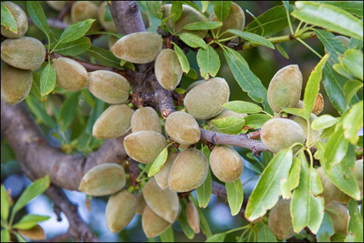 Badaam / Almond / Prunus Amygdalus Badaam, Almond, Prunus Amygdalus