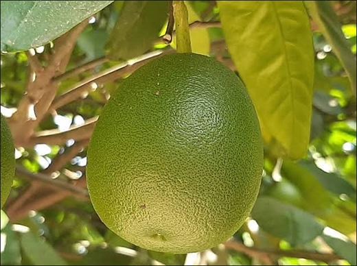 Chakotra / Madhukarkati / Shaddock / Citruc Decumana