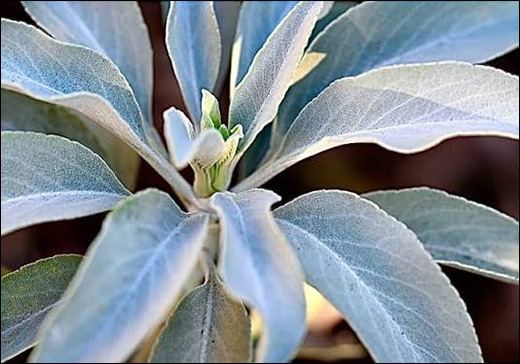 California White Sage / Salvia Apiana
